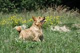 NORWICH TERRIER 012